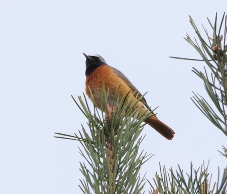 Gekraagde roodstaart